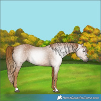 Horse Color:Gray Chestnut 