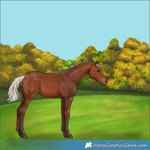 Horse Color:Silver Bay