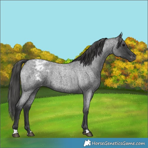 Horse Color:Blue Roan Appaloosa 