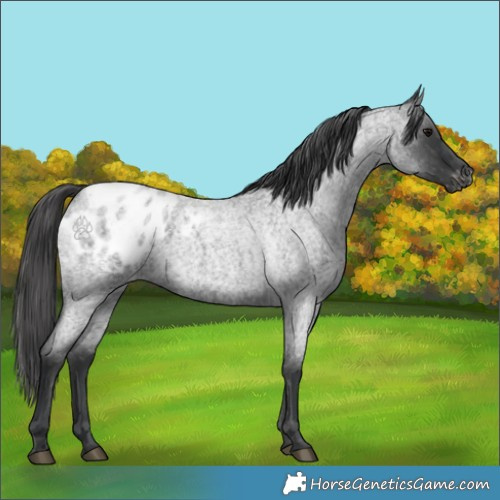 Horse Color:Blue Roan Appaloosa 