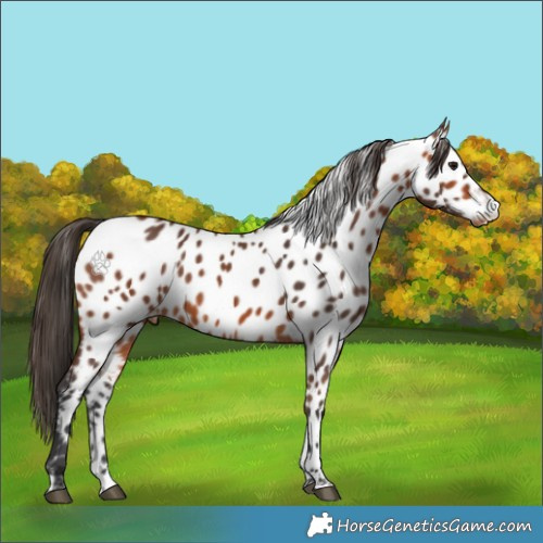 Horse Color:Bay Near Leopard 