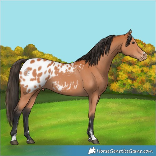 Horse Color:Bay Blanket 
