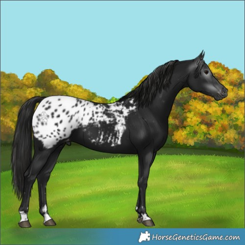 Horse Color:Gray Black Blanket 