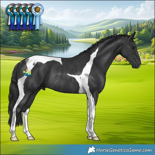 Horse Color:Black Tobiano Rabicano 