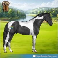 Horse Color:Black Tobiano 