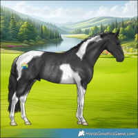 Horse Color:Black Tobiano Rabicano 
