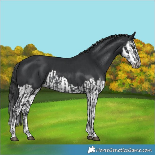 Horse Color:Black  and Black Splash 