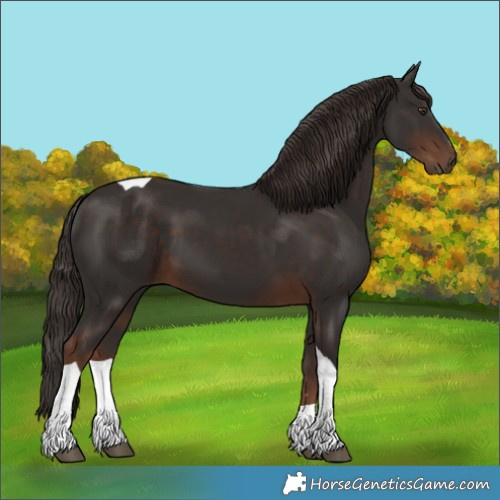 Horse Color:Unknown 