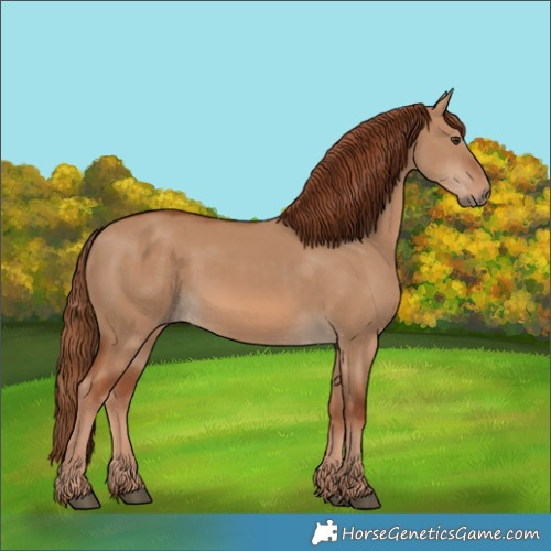 Horse Color:Unknown 