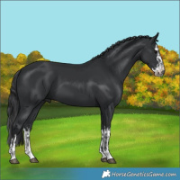Horse Color:Black and Black Splash