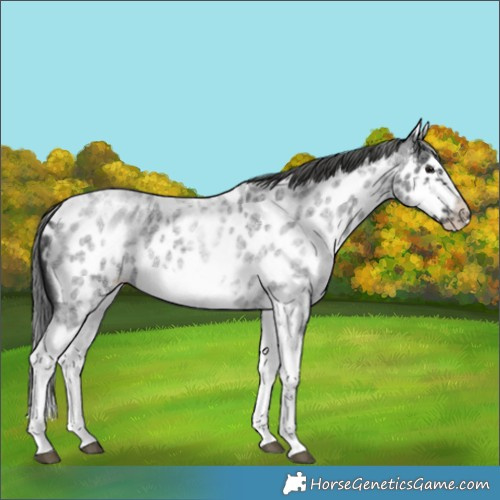 Horse Color:White Spotted Blue Roan Splash Frame Appaloosa 
