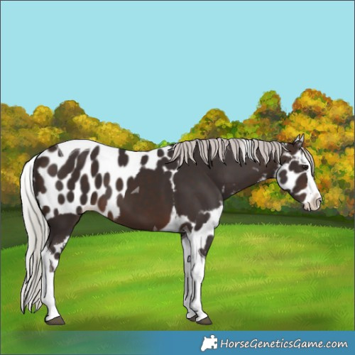 Horse Color:Silver Brown Splash Tobiano Skewed Appaloosa 
