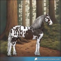 Horse Color:Silver Brown Splash Tobiano Skewed Appaloosa