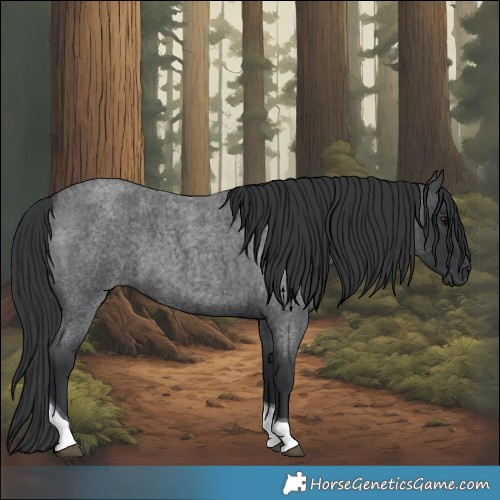 Horse Color:Blue Roan Tobiano