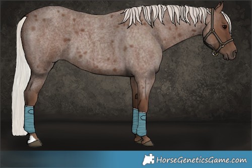 Horse Color:Silver Blue Roan 