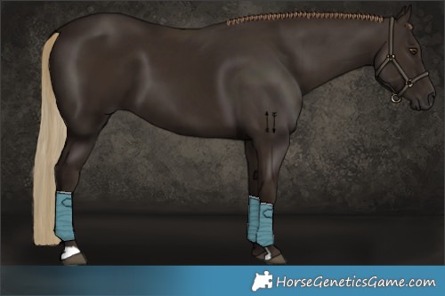 Horse Color:Liver Chestnut