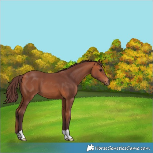 Horse Color:Chocolate Bay