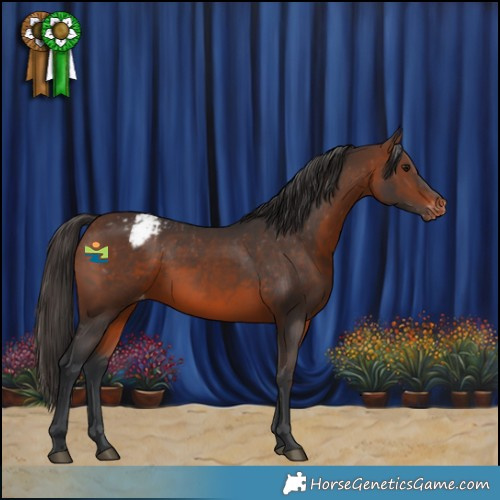 Horse Color:Brown Appaloosa 