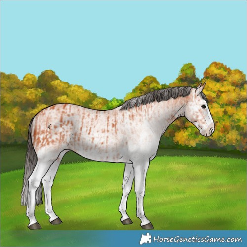 Horse Color:White Spotted Bay Splash  and White Spotted Bay Splash 