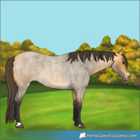 Horse Color:Buckskin Roan 