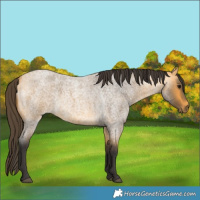 Horse Color:Buckskin Roan 