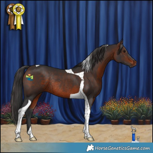 Horse Color:Brown Tobiano Rabicano 
