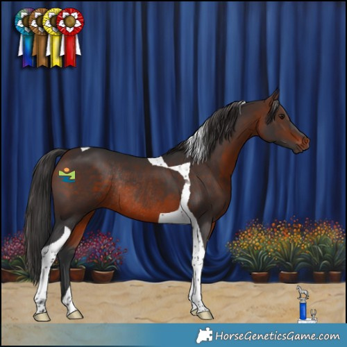 Horse Color:Brown Tobiano Rabicano 