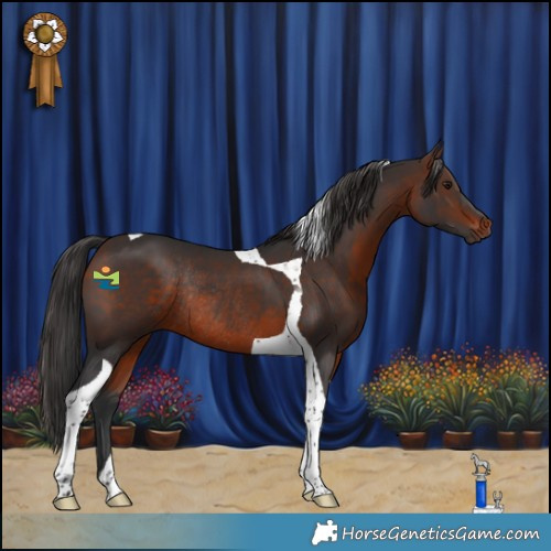 Horse Color:Brown Tobiano Rabicano 