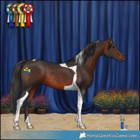 Horse Color:Brown Tobiano Rabicano 