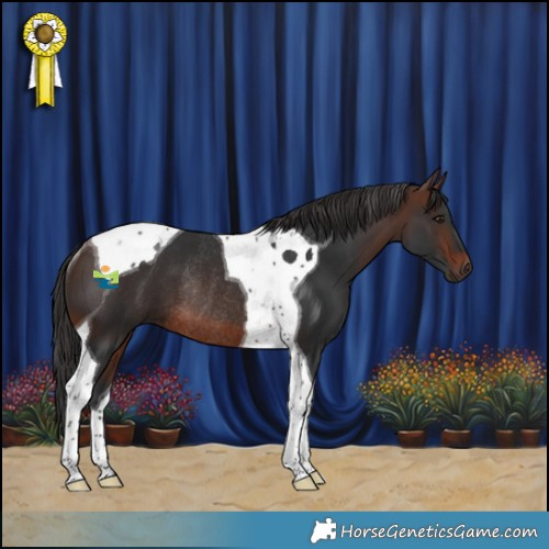 Horse Color:Brown Tobiano Rabicano 