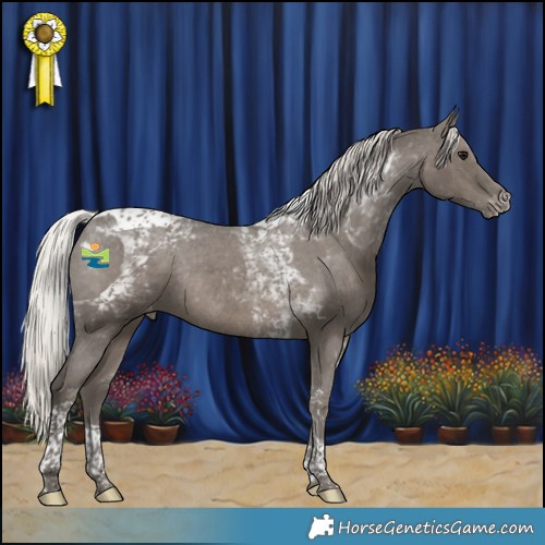 Horse Color:Silver Black Tobiano Appaloosa Rabicano 