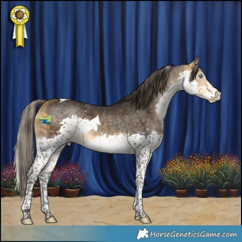 Horse Color:Buckskin Splash Tobiano Appaloosa Rabicano 