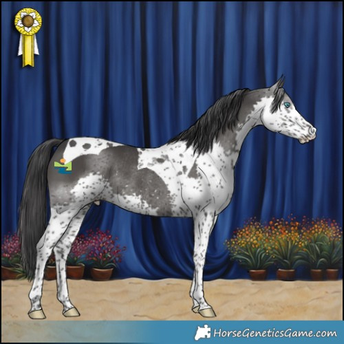 Horse Color:Black Splash Tobiano Rabicano 