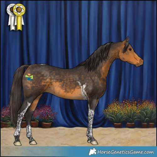 Horse Color:Buckskin Tobiano 