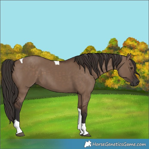 Horse Color:Liver Red Dun Tobiano