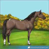 Horse Color:Liver Red Dun Tobiano 