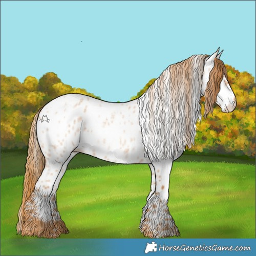 Horse Color:Red Roan Appaloosa 