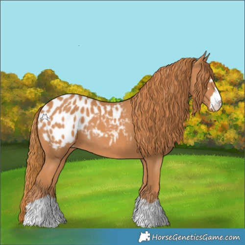 Horse Color:Chestnut Appaloosa 