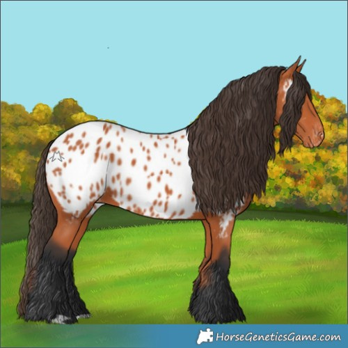 Horse Color:Bay Appaloosa 