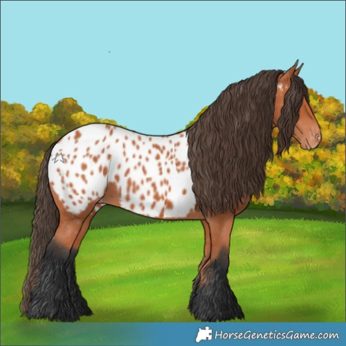 Horse Color:Bay Appaloosa 