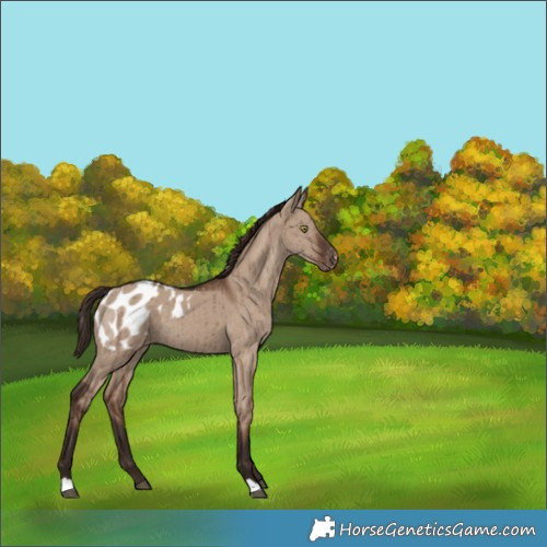 Horse Color:Liver Red Dun Appaloosa Brindle 