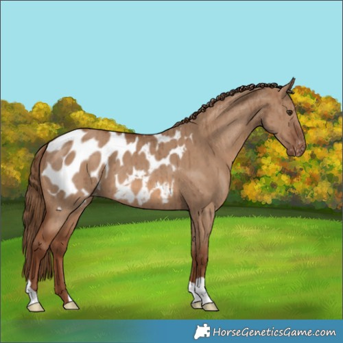 Horse Color:Red Dun Appaloosa Brindle 