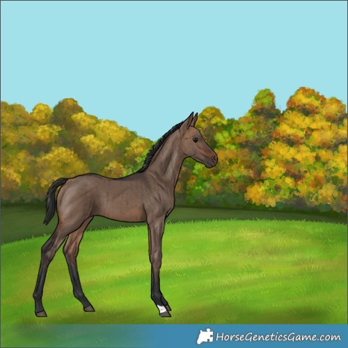 Horse Color:Brown Dun Brindle 