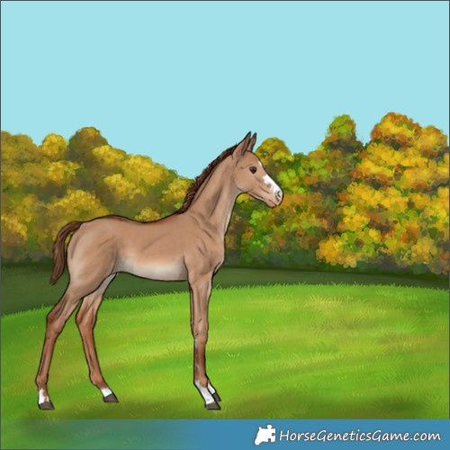 Horse Color:Red Dun Varnish 