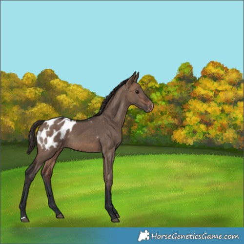 Horse Color:Brown Dun Blanket 