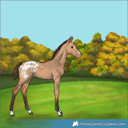 Horse Color:Bay Dun Blanket