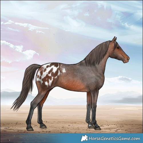 Horse Color:Bay Blanket