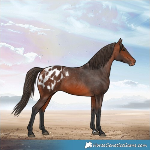 Horse Color:Bay Appaloosa 