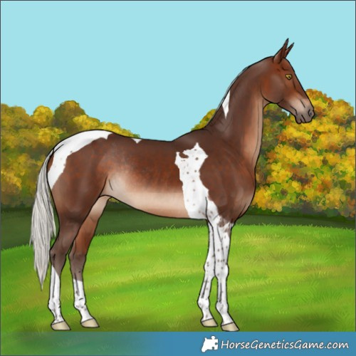 Horse Color:Silver Bay Tobiano Rabicano 