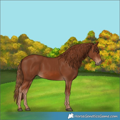 Horse Color:Chestnut 